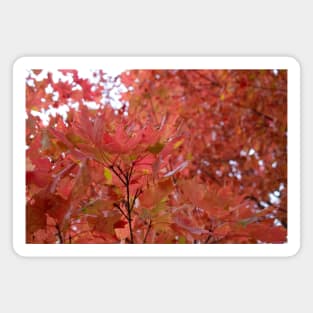 Autumn fall red leaves trees thanksgiving Magnet
